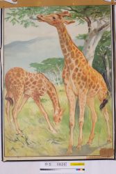 Schulwandbild - Giraffen